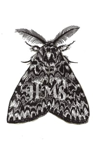 Black Arches Moth