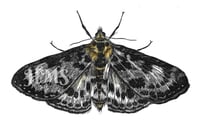 Small Magpie Moth