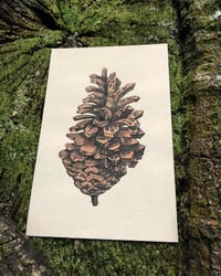 Image 1 of Pinecone 2.0 