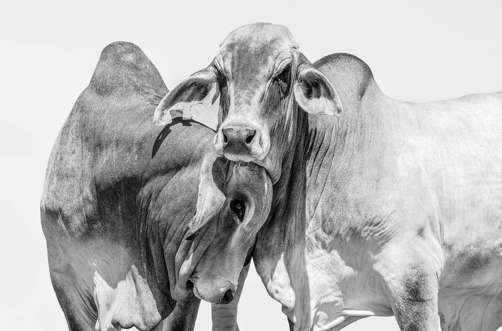 Image of The Pair BW