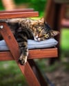 Cat on a garden chair - Picture