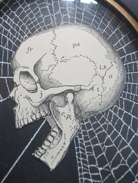 Image 3 of ANTIQUE ANATOMICAL COLLECTION - Preserved web  .2