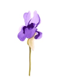 Image 2 of Iris #15