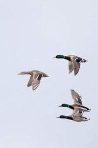 The Chase, Fleming Slough