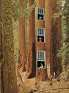 Tree House