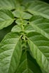 Potato Image 3