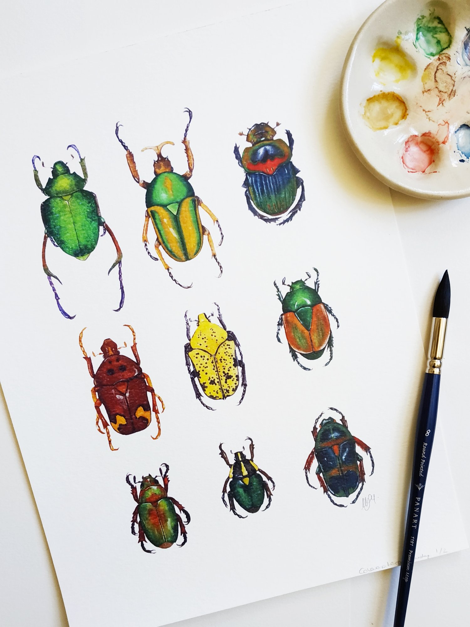 Image of Coleoptera study Watercolor Illustration PRINT 