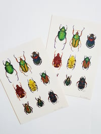 Image 5 of Coleoptera study Watercolor Illustration PRINT 