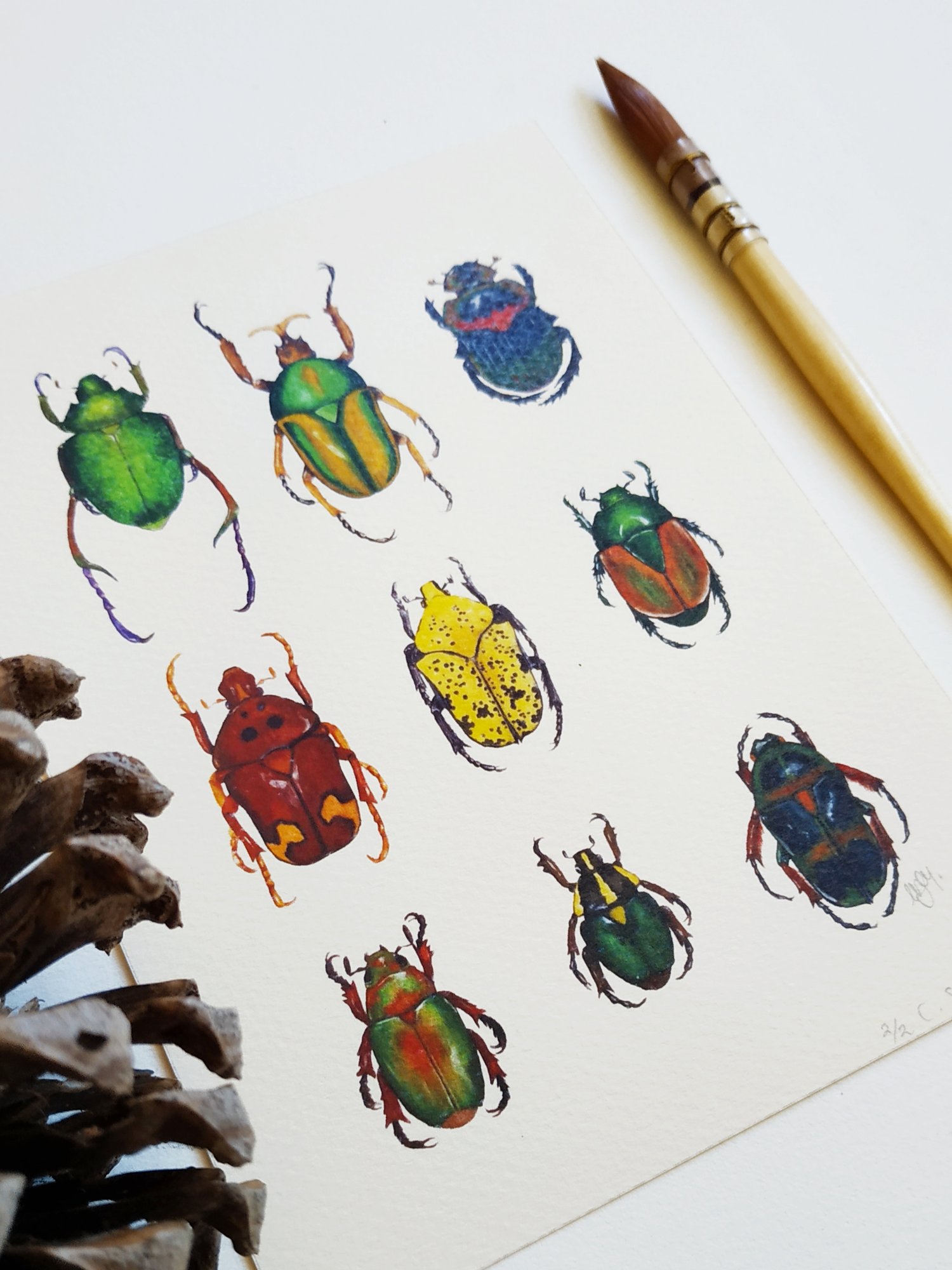 Image of Coleoptera study Watercolor Illustration PRINT 