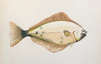 Image 2 of Halibut Sticker 