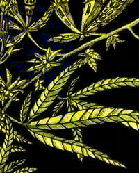 Image 2 of Cannabis BK