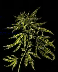 Image 1 of Cannabis BK