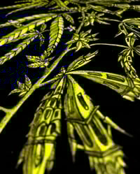 Image 3 of Cannabis BK