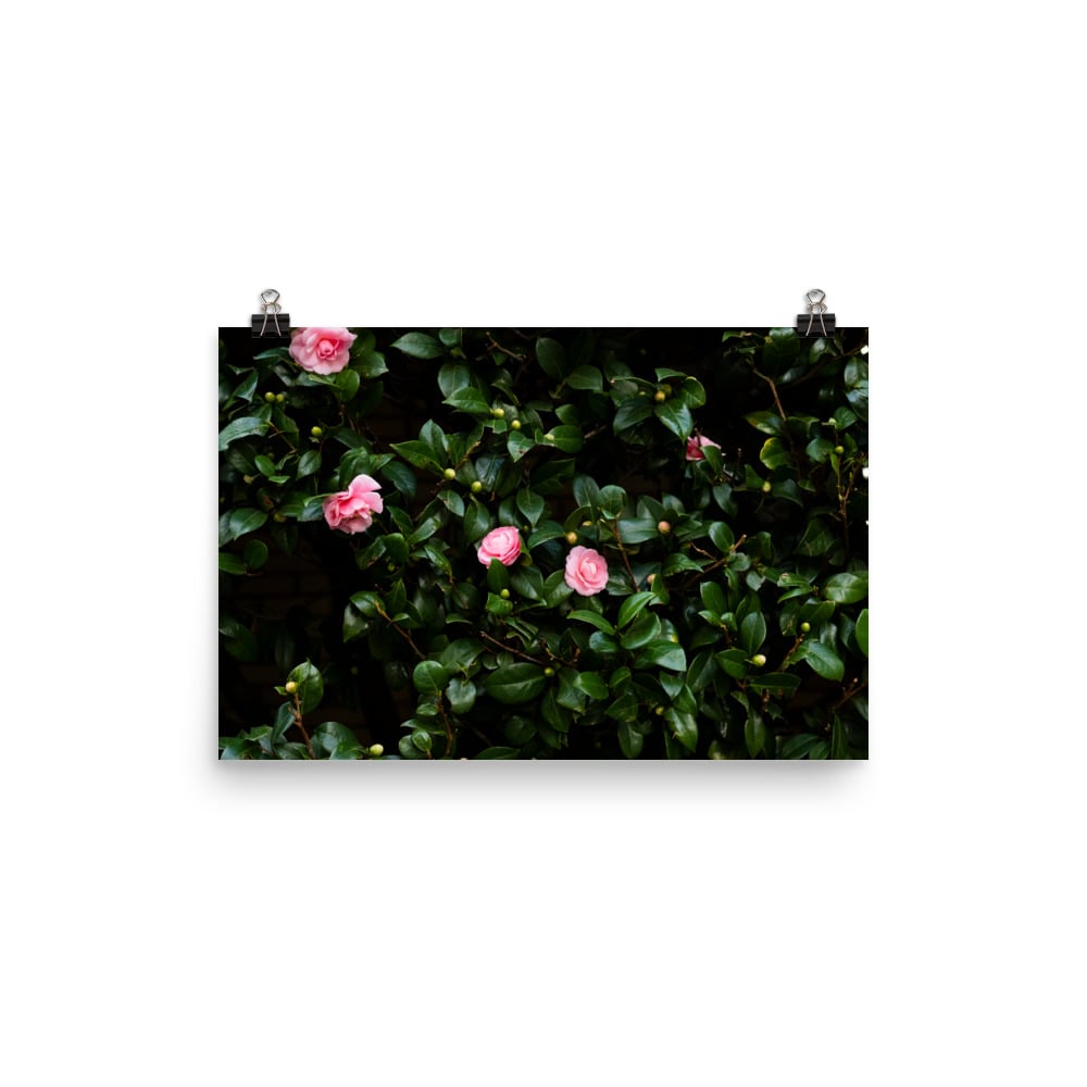 Image of TOKYO CAMELLIAS II