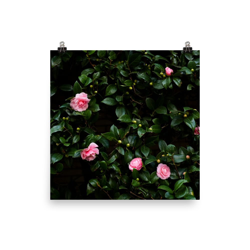 Image of TOKYO CAMELLIAS I