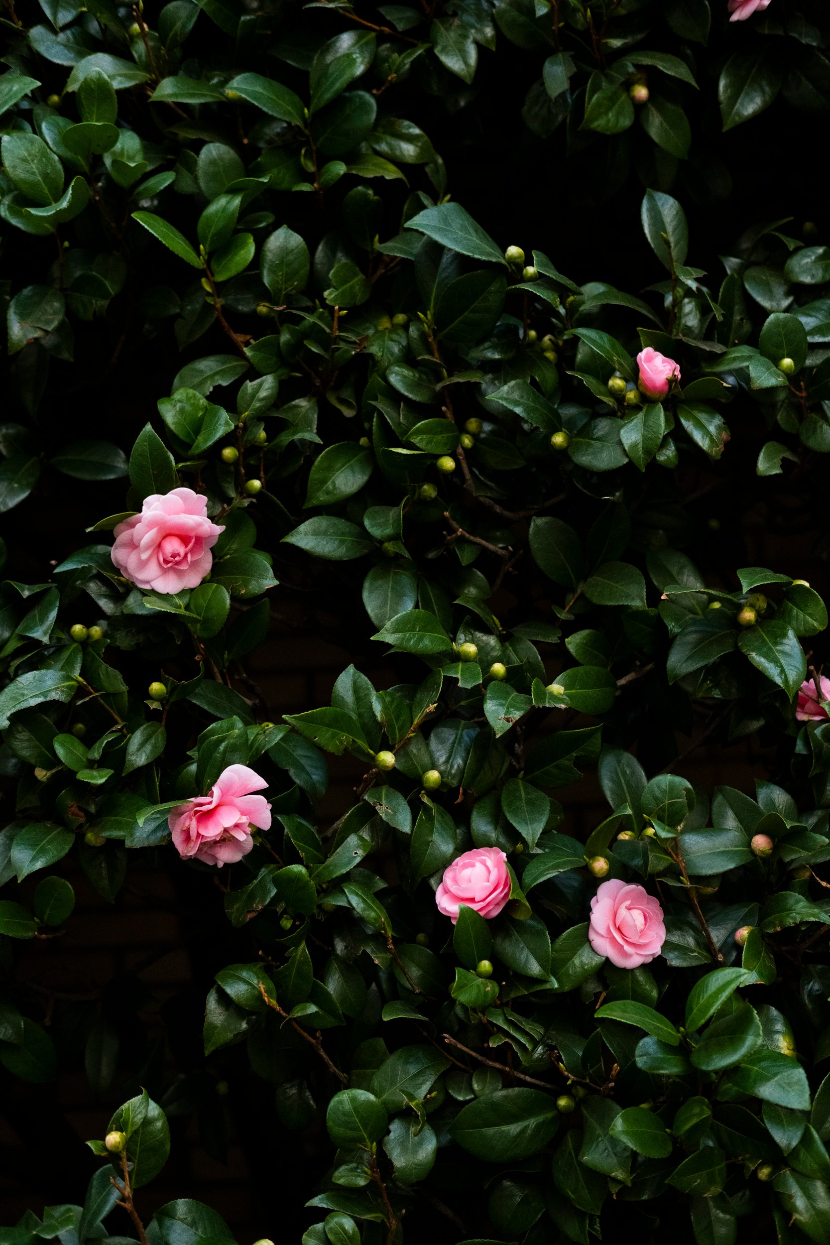 Image of TOKYO CAMELLIAS I