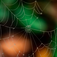 Image 1 of Web of Pearls