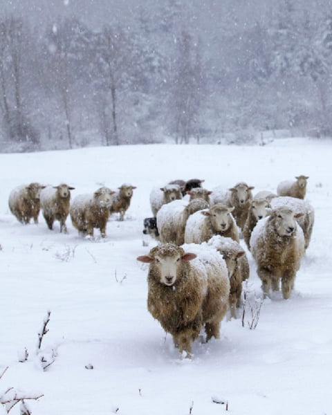 Image of Notecards - Set of 10 - Sheep Coming In - FREE SHIPPING