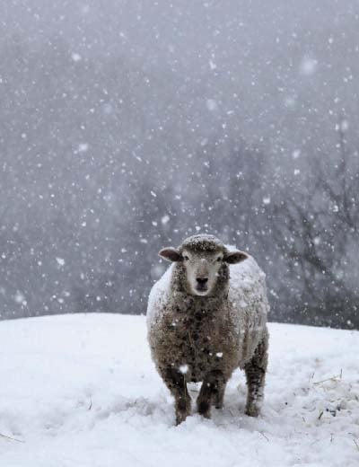 Image of Notecards - Set of 10 - Lone Sheep in Snow - FREE SHIPPING