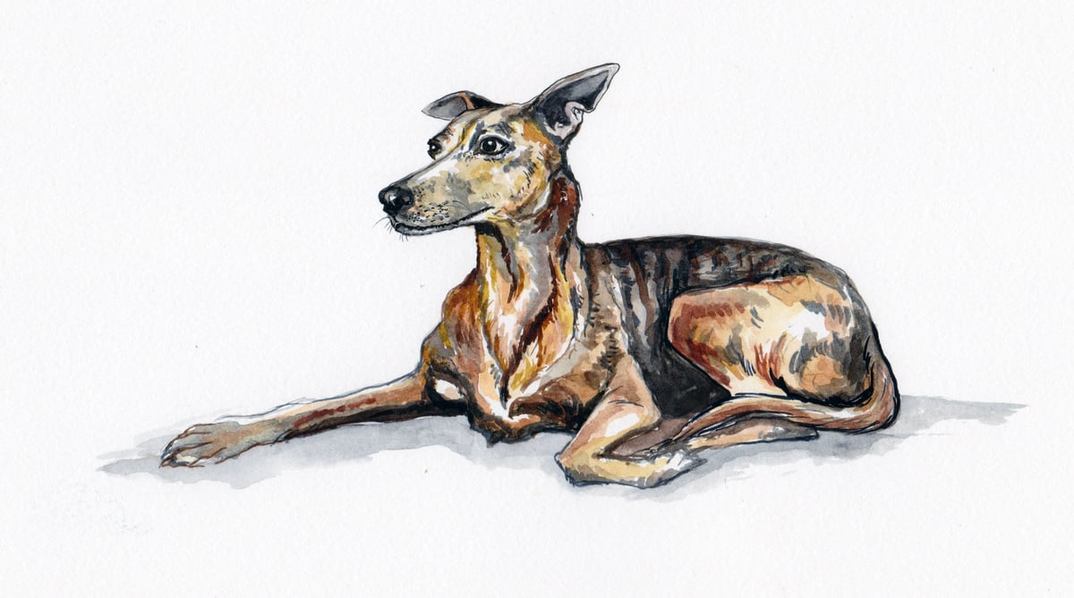 Animal Portrait Commission