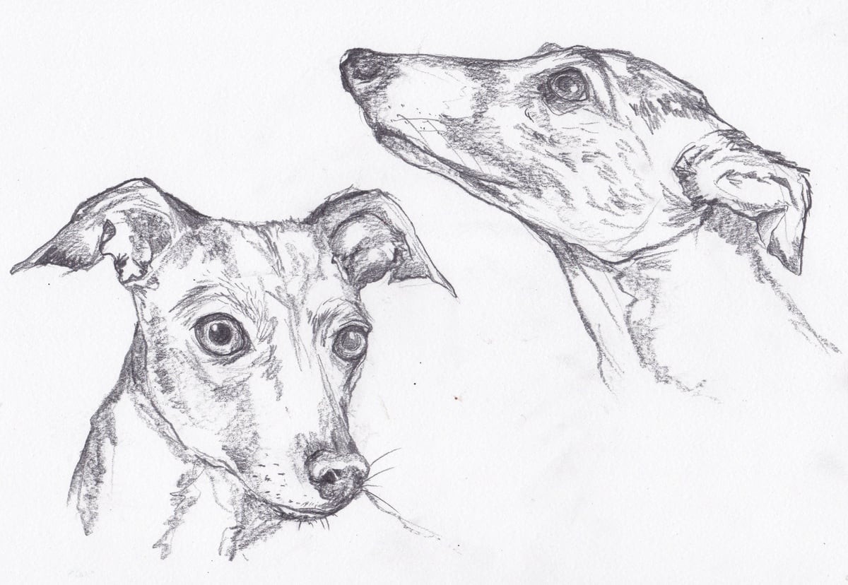 Animal Portrait Commission