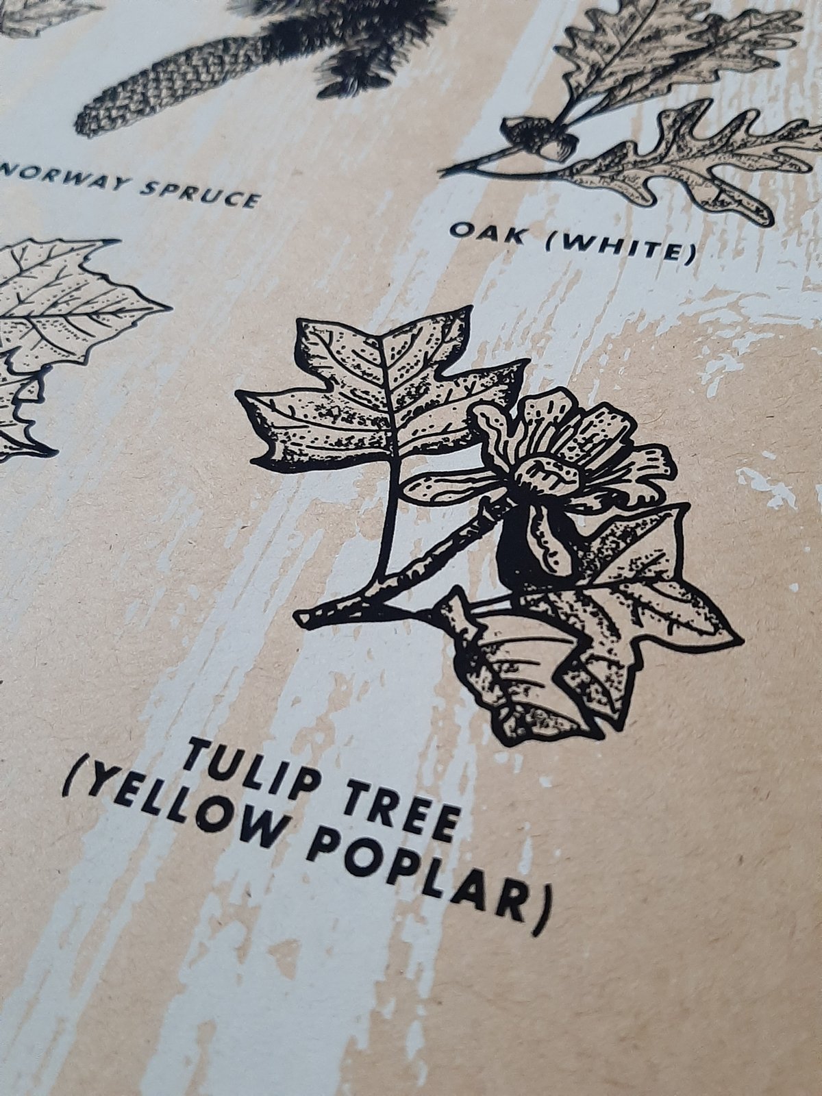 Image of Common Trees of North America