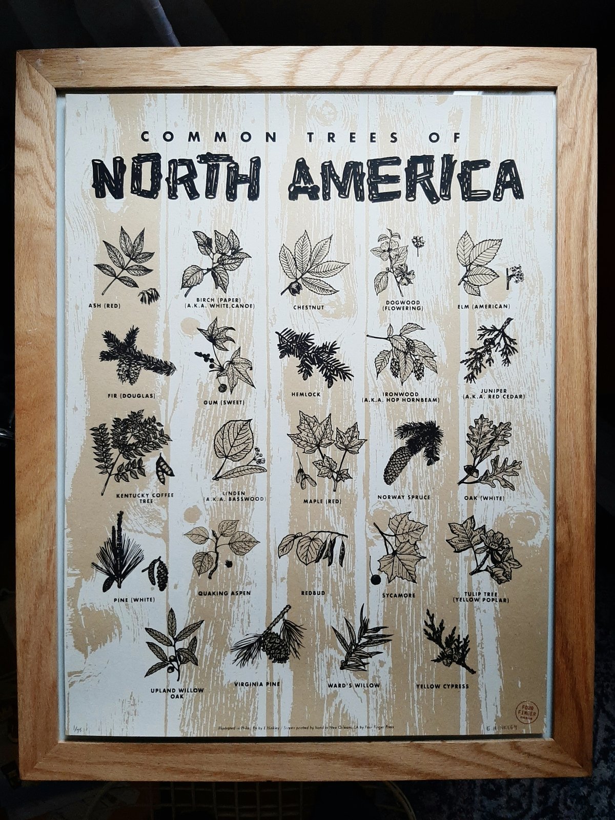 Image of Common Trees of North America