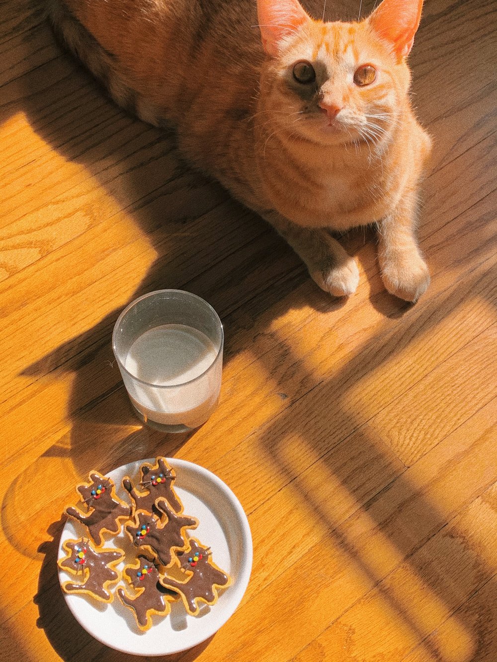 cat cookie pins