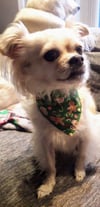 Candy Canes & Gingerbread Festive Neckerchief