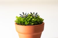 Daisy earrings oxidised