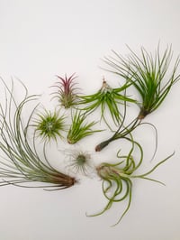 Mixed air plants