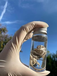 Image 1 of Bearded dragon 