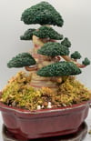 Bonsai #13 