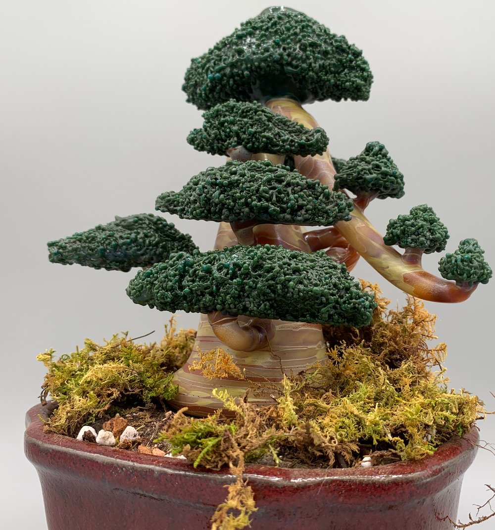 Bonsai #13 