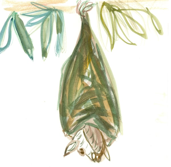 Image of Fruit Bat