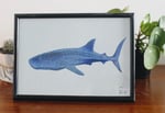 Whale Shark Profile View