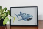 Whale Shark Front View 