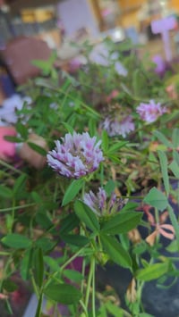 Image 1 of Springbank Clover : Trifolium wormskioldii