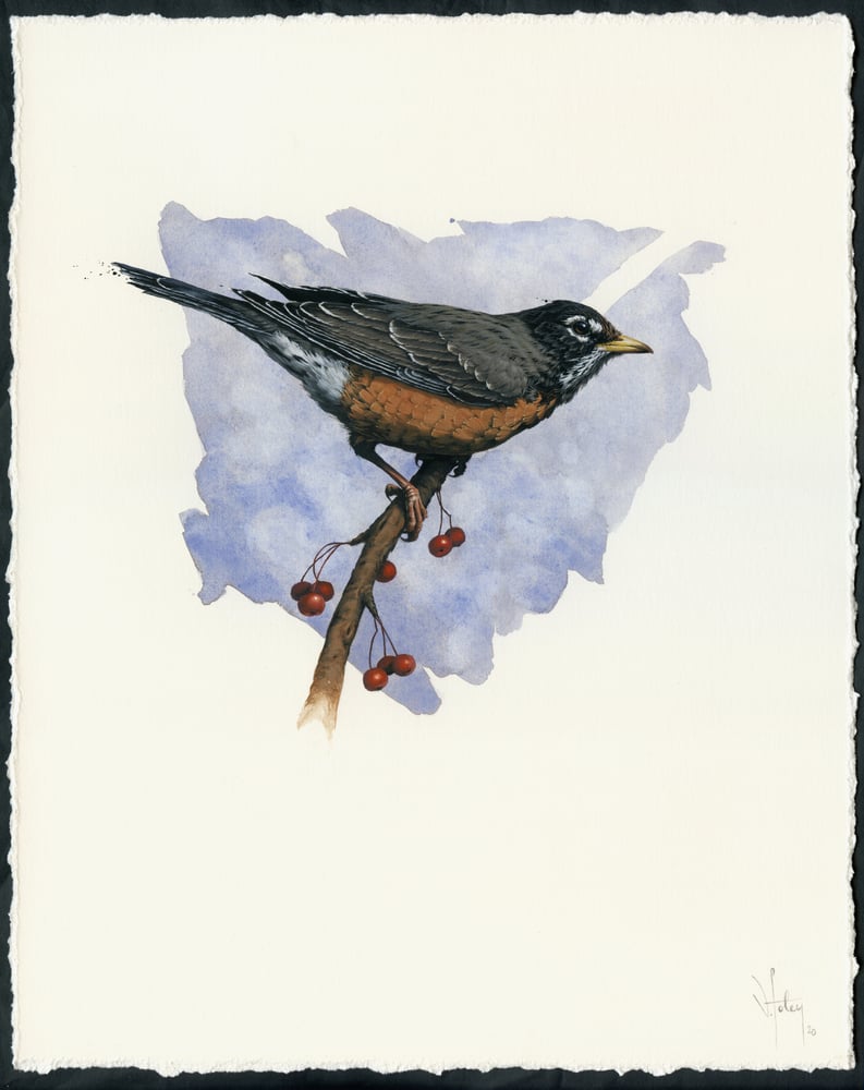 Image of American Robin (American Songbird Series, Nov 2020)