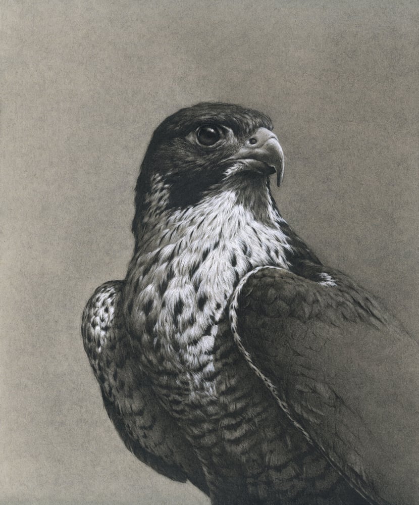 Image of Peregrine (Silver Lining Sketches November 2020)