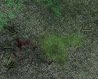 Image 2 of City of the Damned #990 -- 6'x4' plus