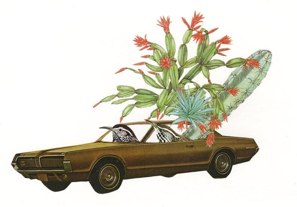 Image of Cougar driving cactus wrens. Limited edition collage print.