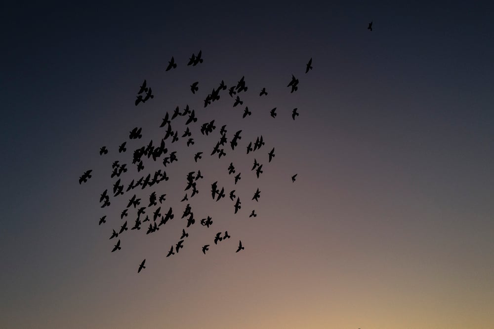 Image of IN FLIGHT, LOS ANGELES, 2020