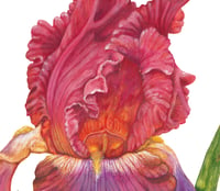 Image 3 of Carnival in Rio Bearded Iris 