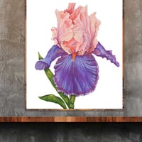 Image 2 of Florentine Silk Bearded Iris 