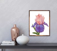 Image 3 of Florentine Silk Bearded Iris 