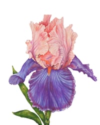 Image 1 of Florentine Silk Bearded Iris 