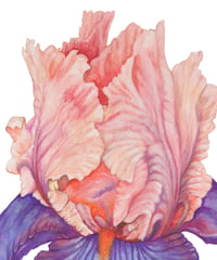 Image 4 of Florentine Silk Bearded Iris 