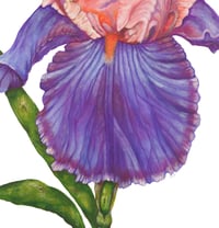 Image 5 of Florentine Silk Bearded Iris 