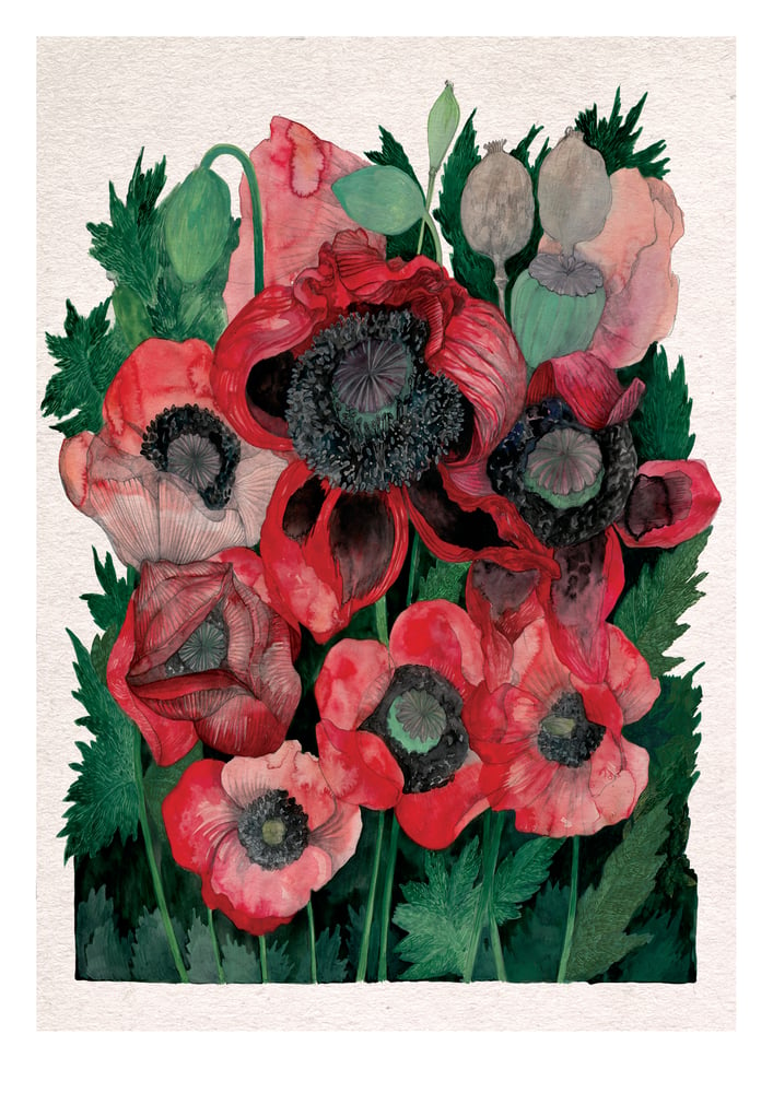 Image of Poppies